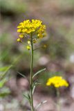 Alyssum trichostachyum. Верхушка побега с соцветием. Грузия, г. Боржоми, Центральный парк Боржоми, берег р. Боржомула, лужайка. 01.05.2017.