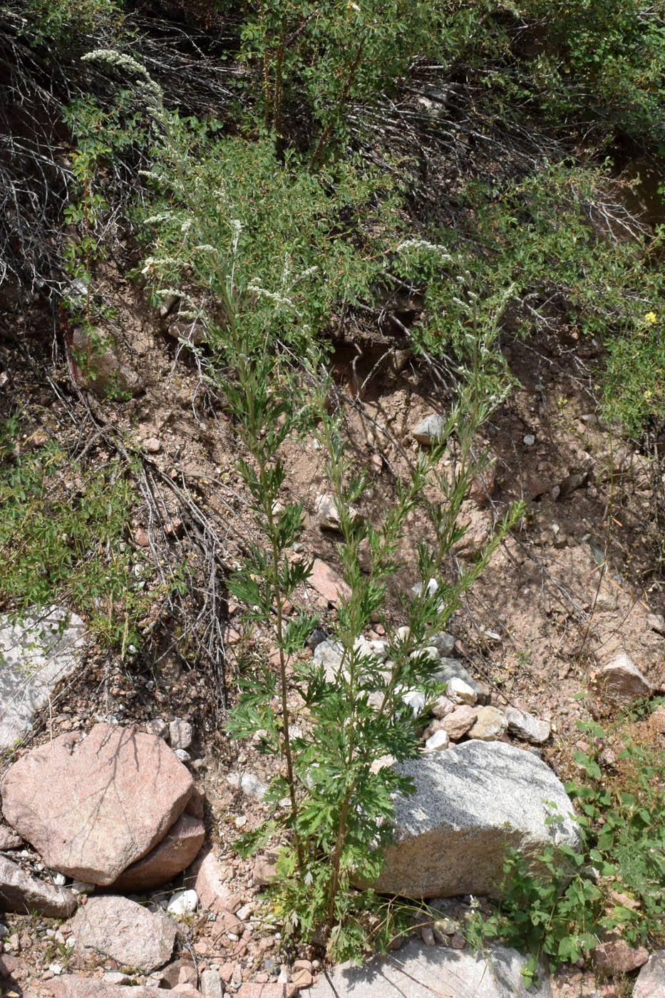 Изображение особи Artemisia vulgaris.