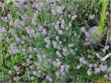 Trifolium arvense