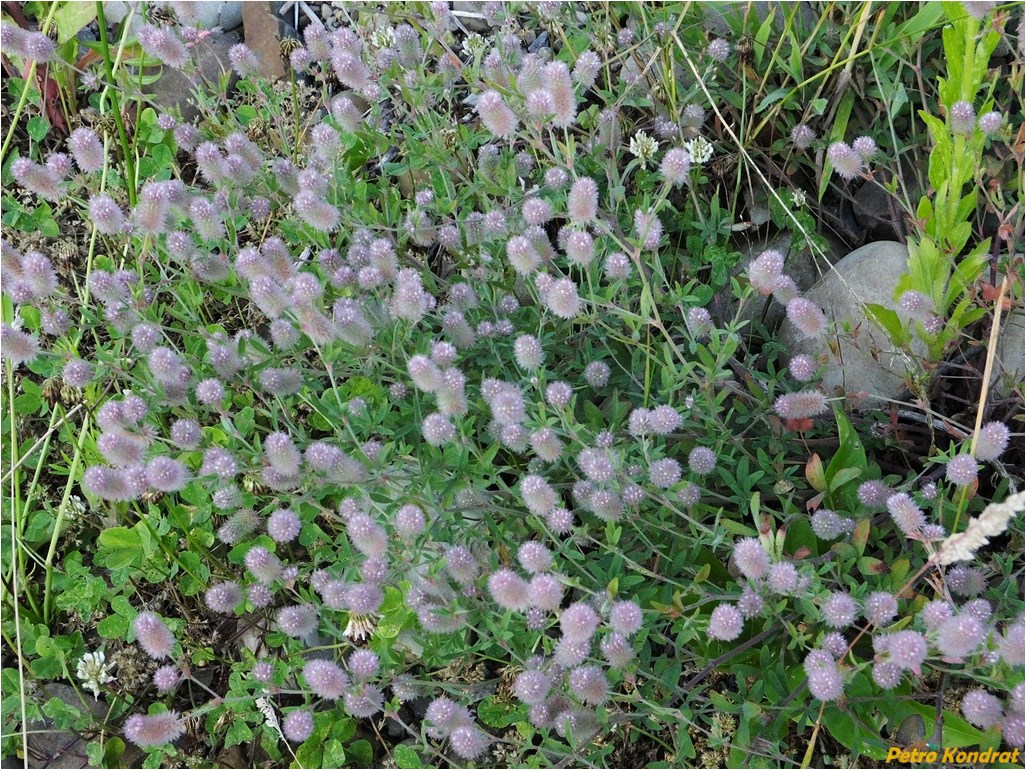 Image of Trifolium arvense specimen.