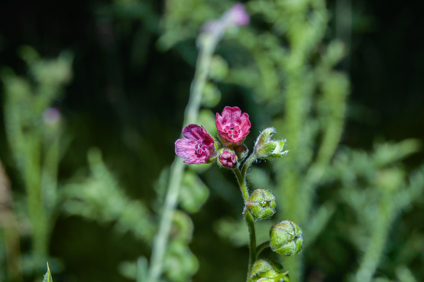 Изображение особи Cynoglossum officinale.