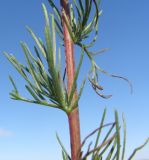 Artemisia campestris