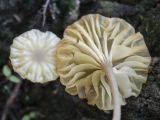 Lichenomphalia umbellifera