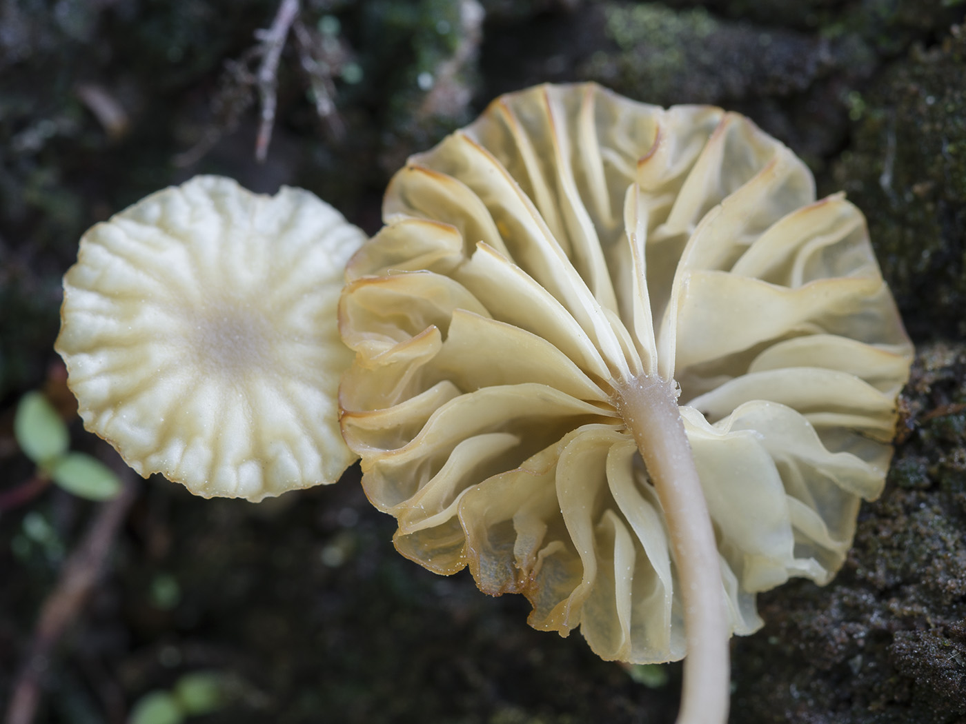 Изображение особи Lichenomphalia umbellifera.