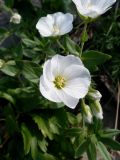 Cerastium lithospermifolium