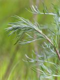 Artemisia campestris. Верхушка побега. Ленинградская обл., Ломоносовский р-н, окр. дер. Низино, берег Шингарского пруда, разнотравный луг. 25.06.2017.