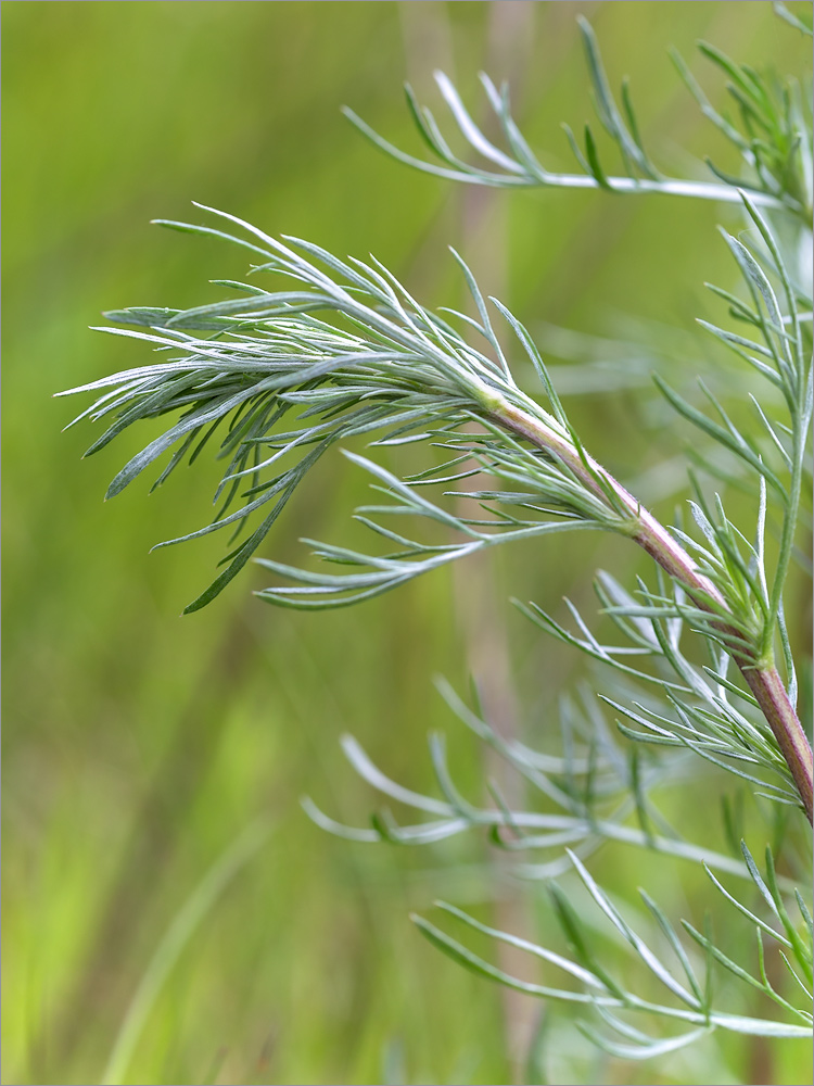 Image of Artemisia campestris specimen.