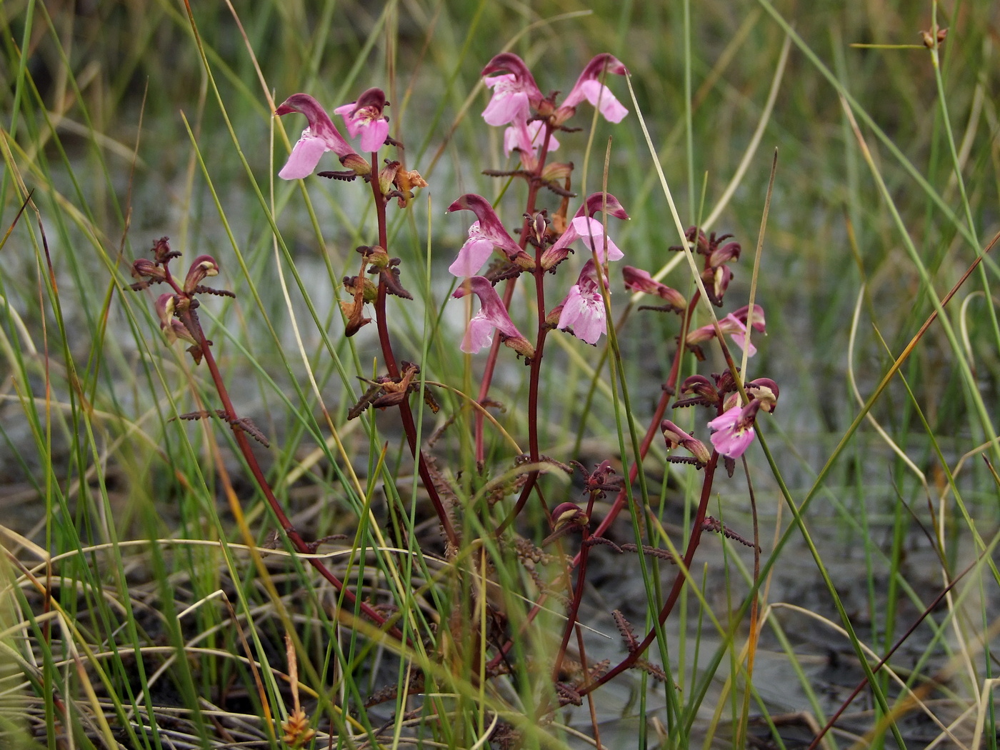 Image of Pedicularis adunca specimen.
