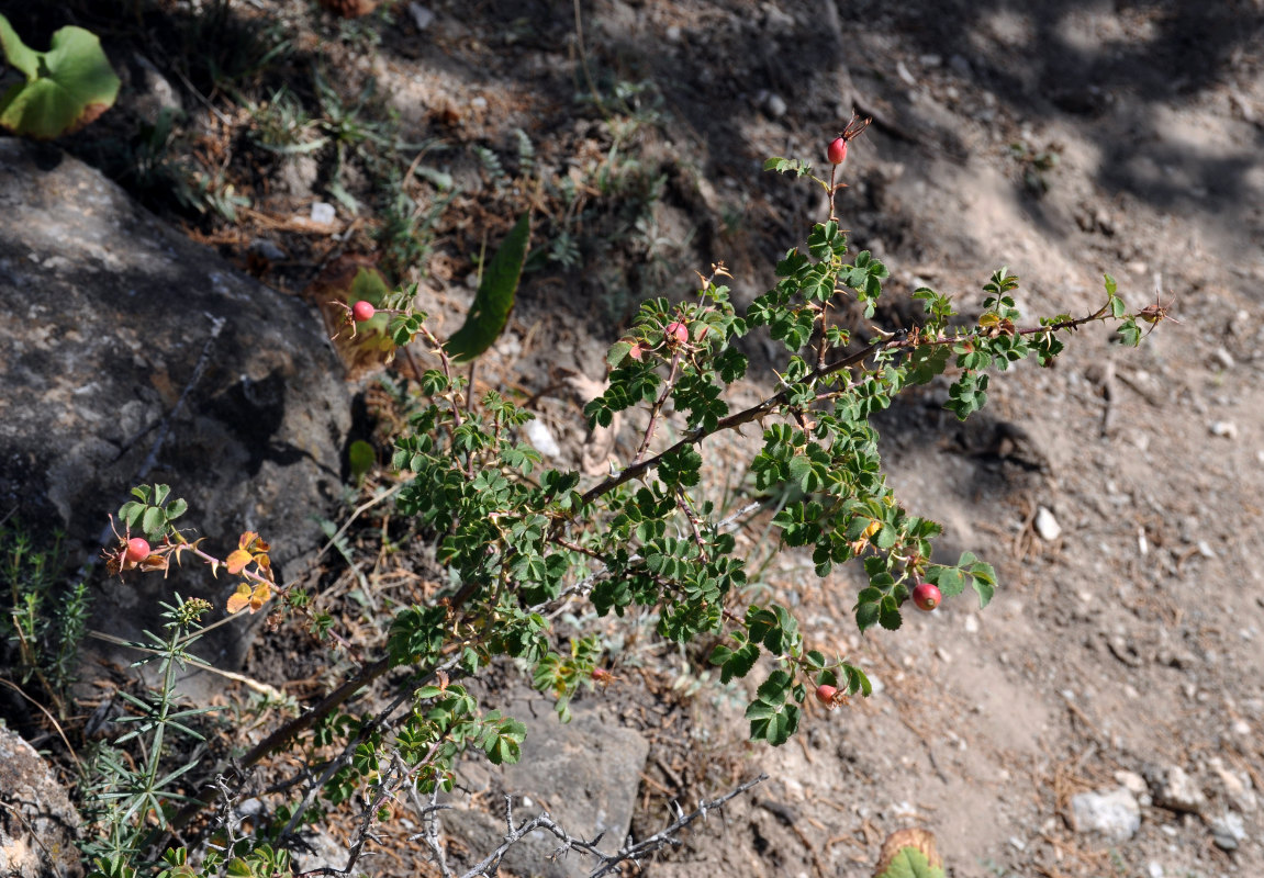 Image of Rosa huntica specimen.