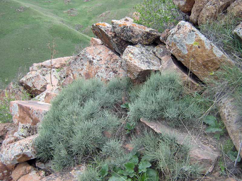 Image of Ephedra equisetina specimen.