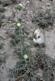 Carduus coloratus. Цветущее растение. Таджикистан, Фанские горы, долина р. Чапдара, ≈ 2500 м н.у.м., осыпающийся сухой склон. 03.08.2017.