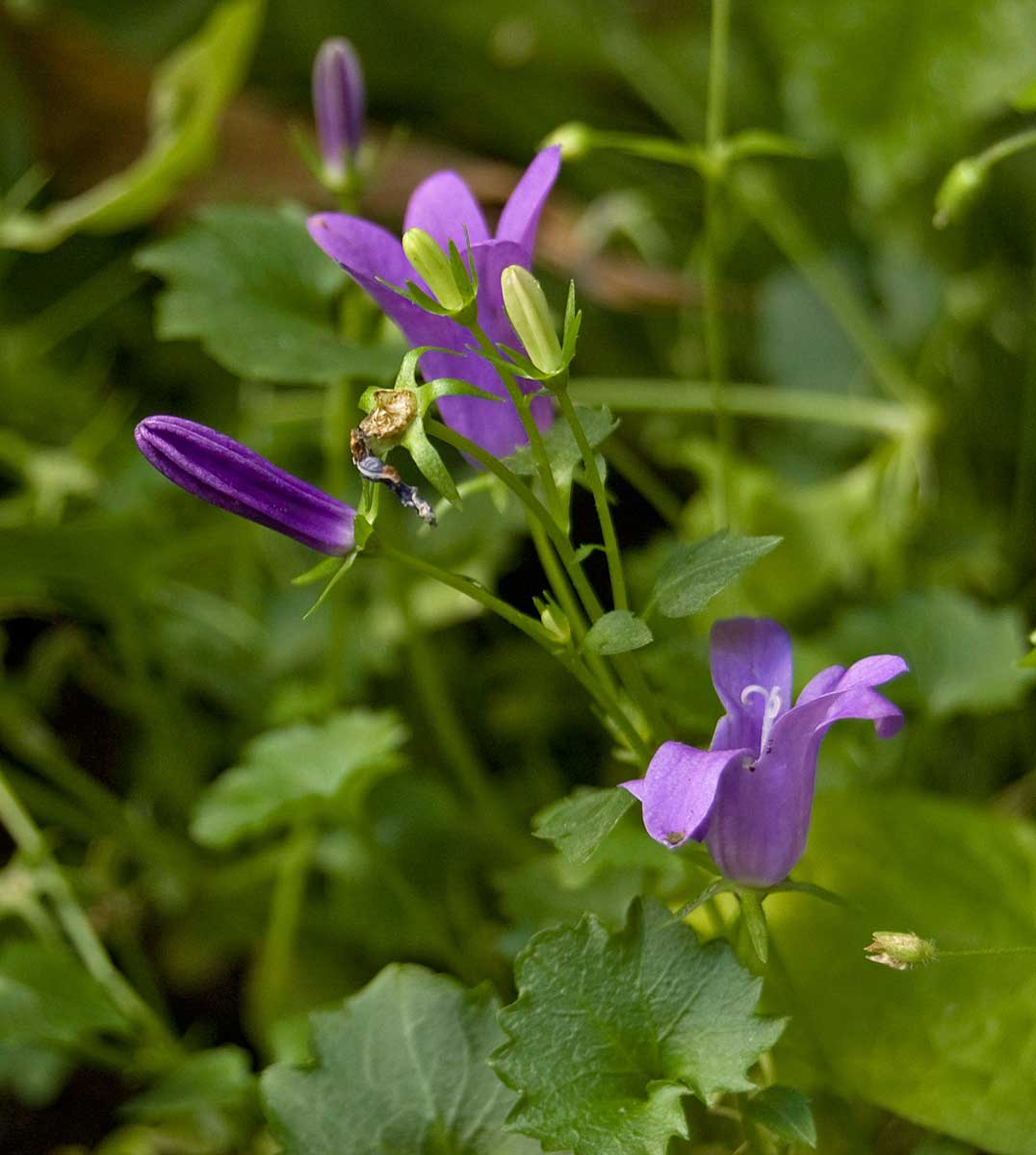 Изображение особи род Campanula.