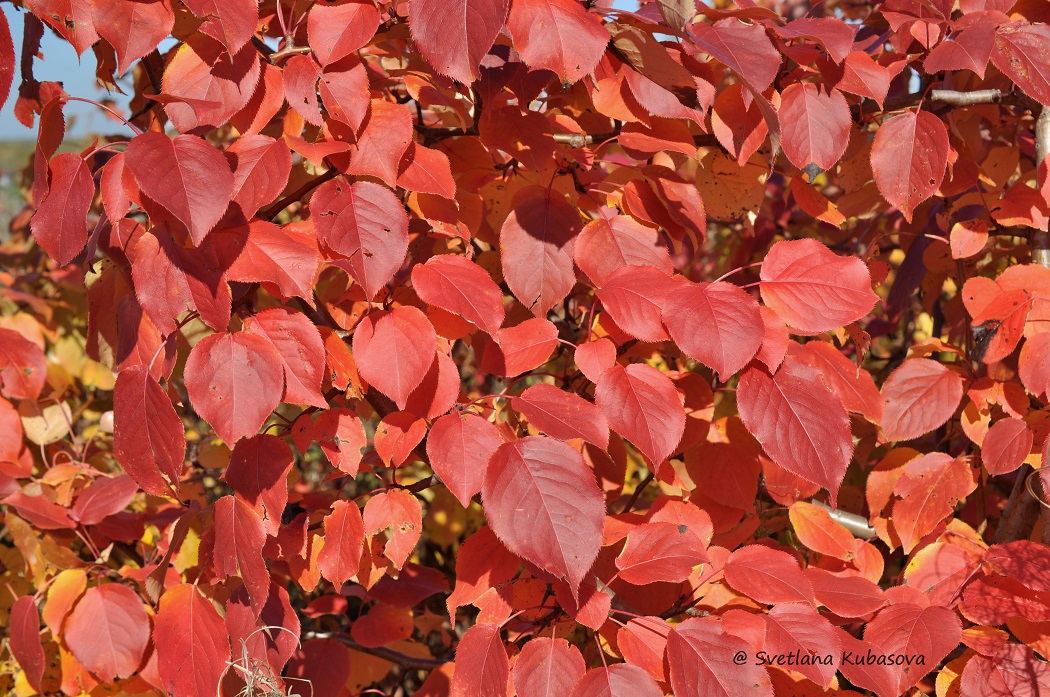 Изображение особи Pyrus ussuriensis.