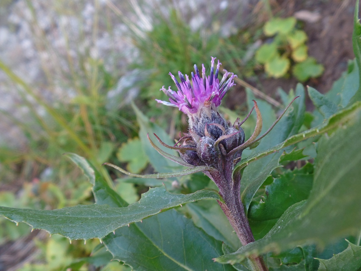 Image of Saussurea foliosa specimen.