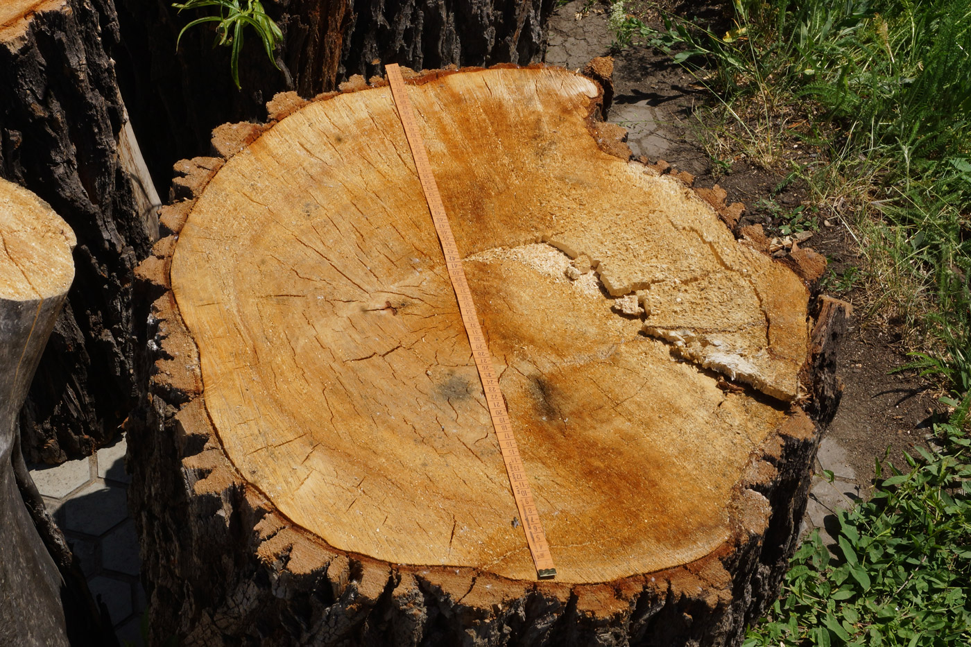 Image of Salix excelsa specimen.