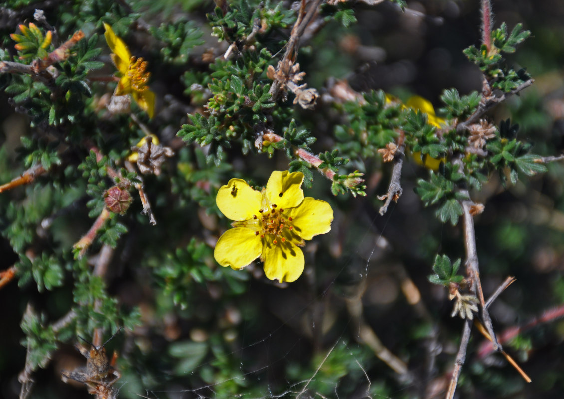 Image of Dasiphora fruticosa specimen.