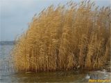 Phragmites australis. Сухие плодоносящие растения. Украина, г. Николаев, Заводский р-н, Намыв, берег р. Южный Буг. 20.12.2017.