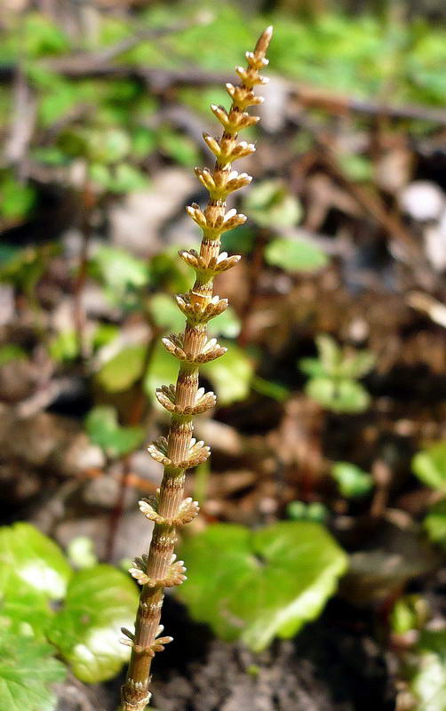 Image of Equisetum pratense specimen.