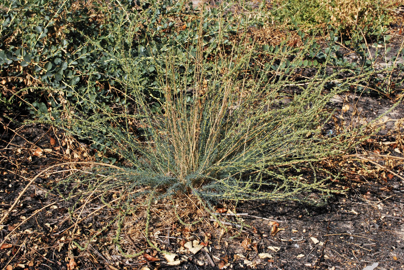 Изображение особи Bassia prostrata.