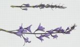 Petrea volubilis