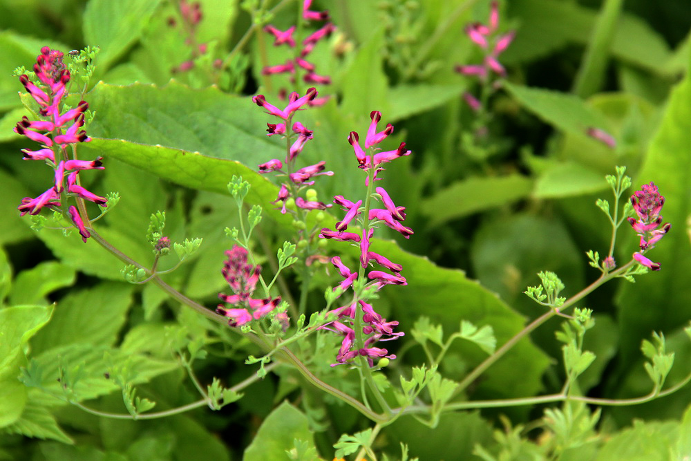 Image of Fumaria officinalis specimen.