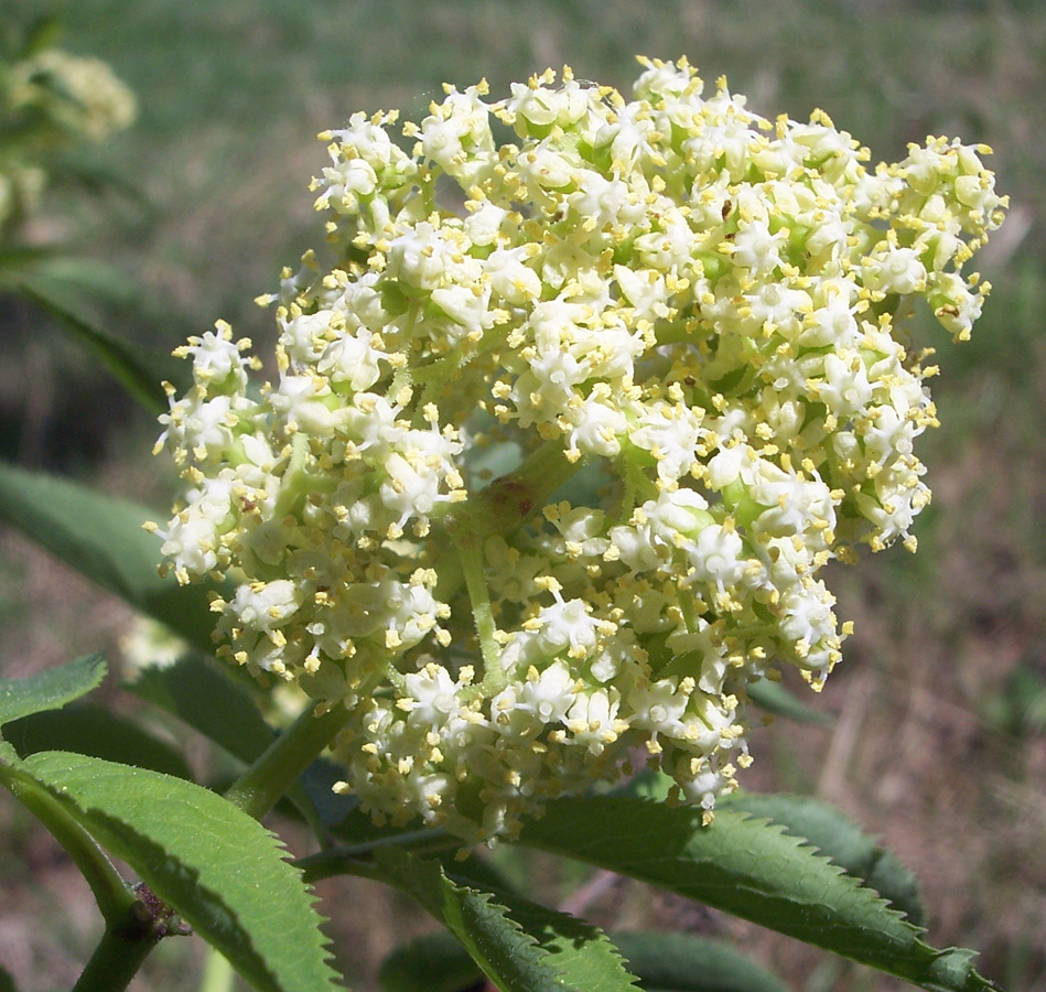 Изображение особи Sambucus sibirica.