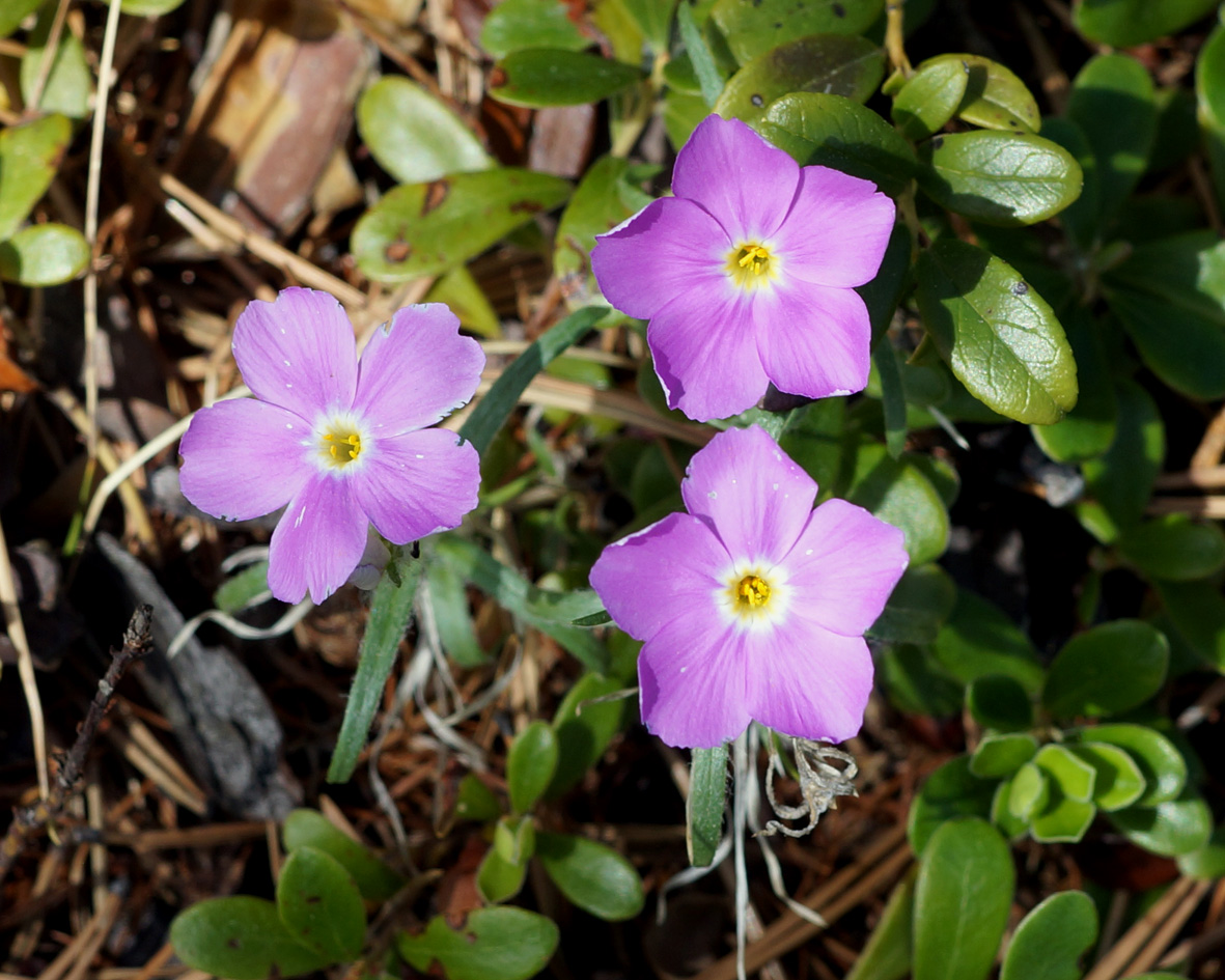 Image of Phlox sibirica specimen.