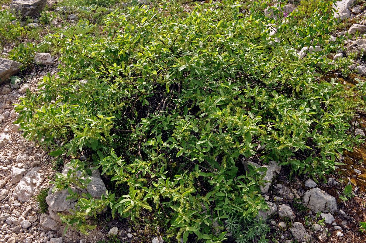Image of Salix caucasica specimen.