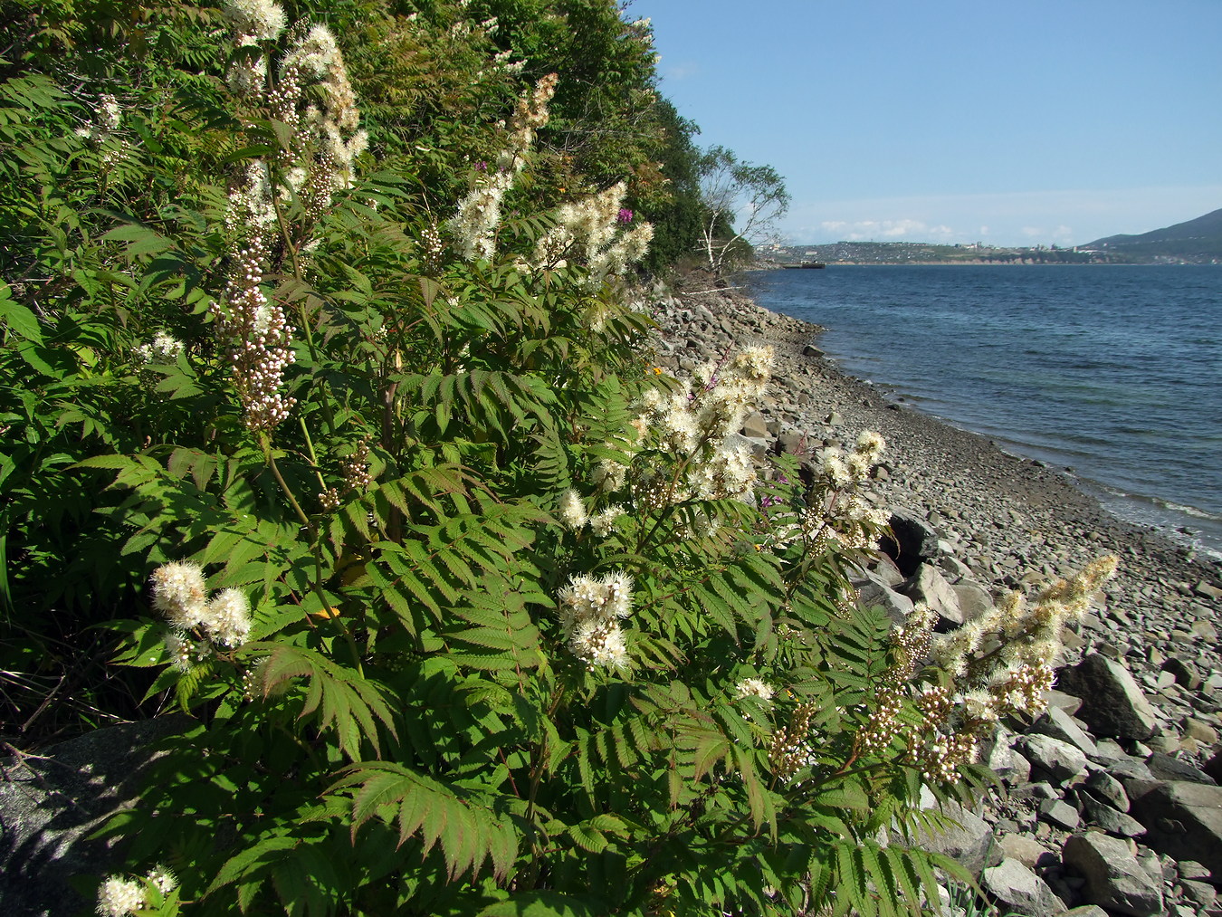 Image of Sorbaria sorbifolia specimen.
