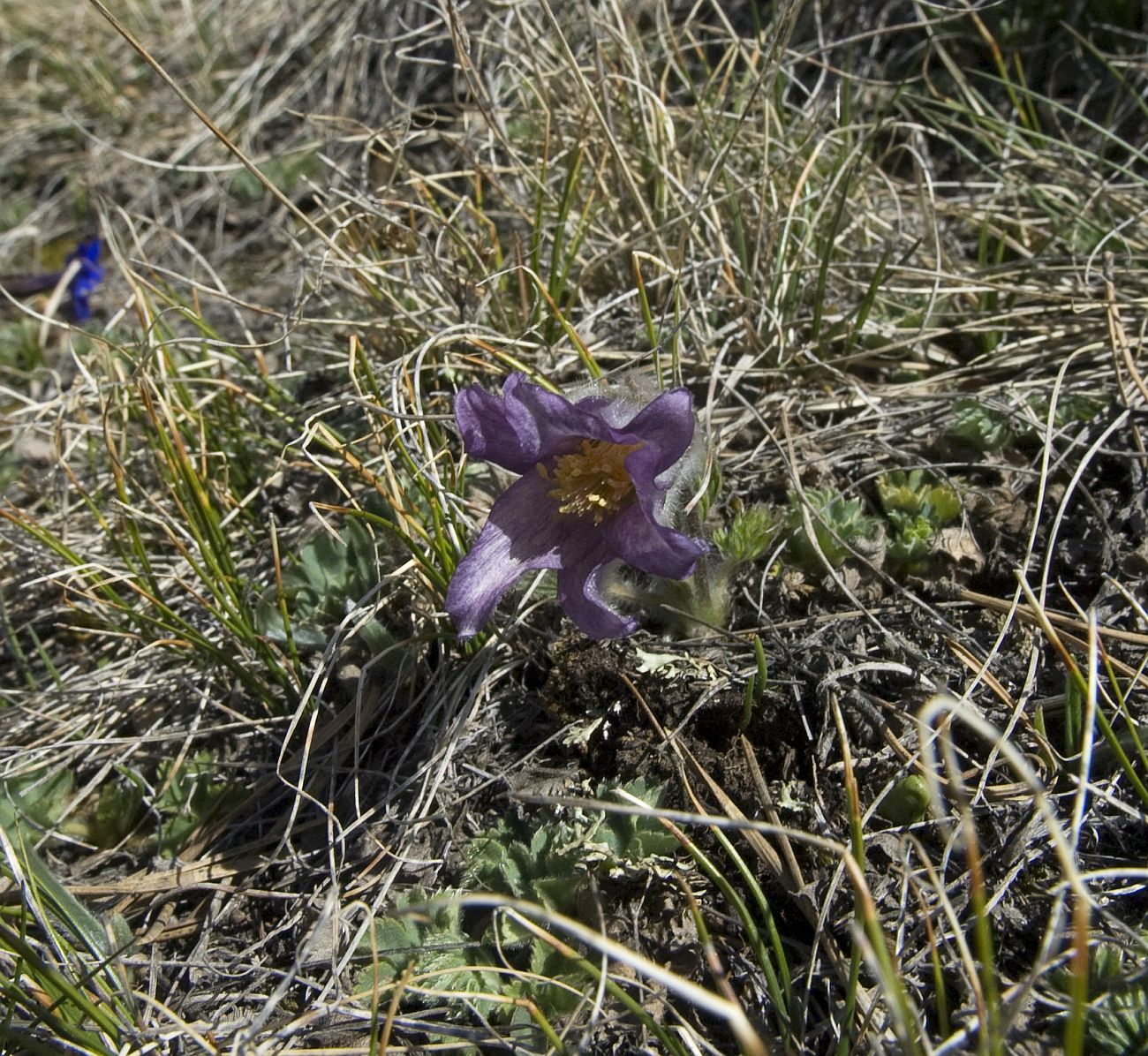 Image of Pulsatilla violacea specimen.