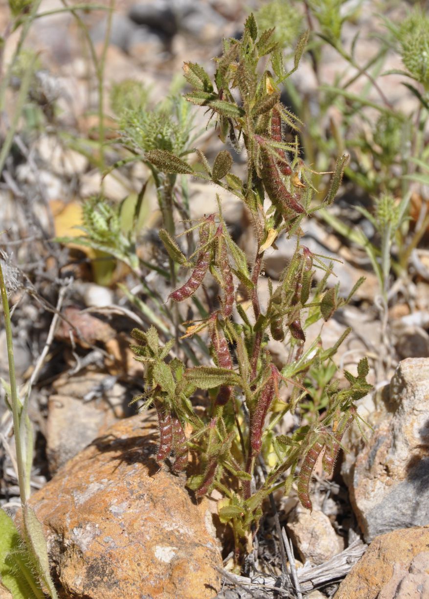 Image of Ononis ornithopodioides specimen.