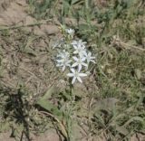 Ornithogalum ponticum