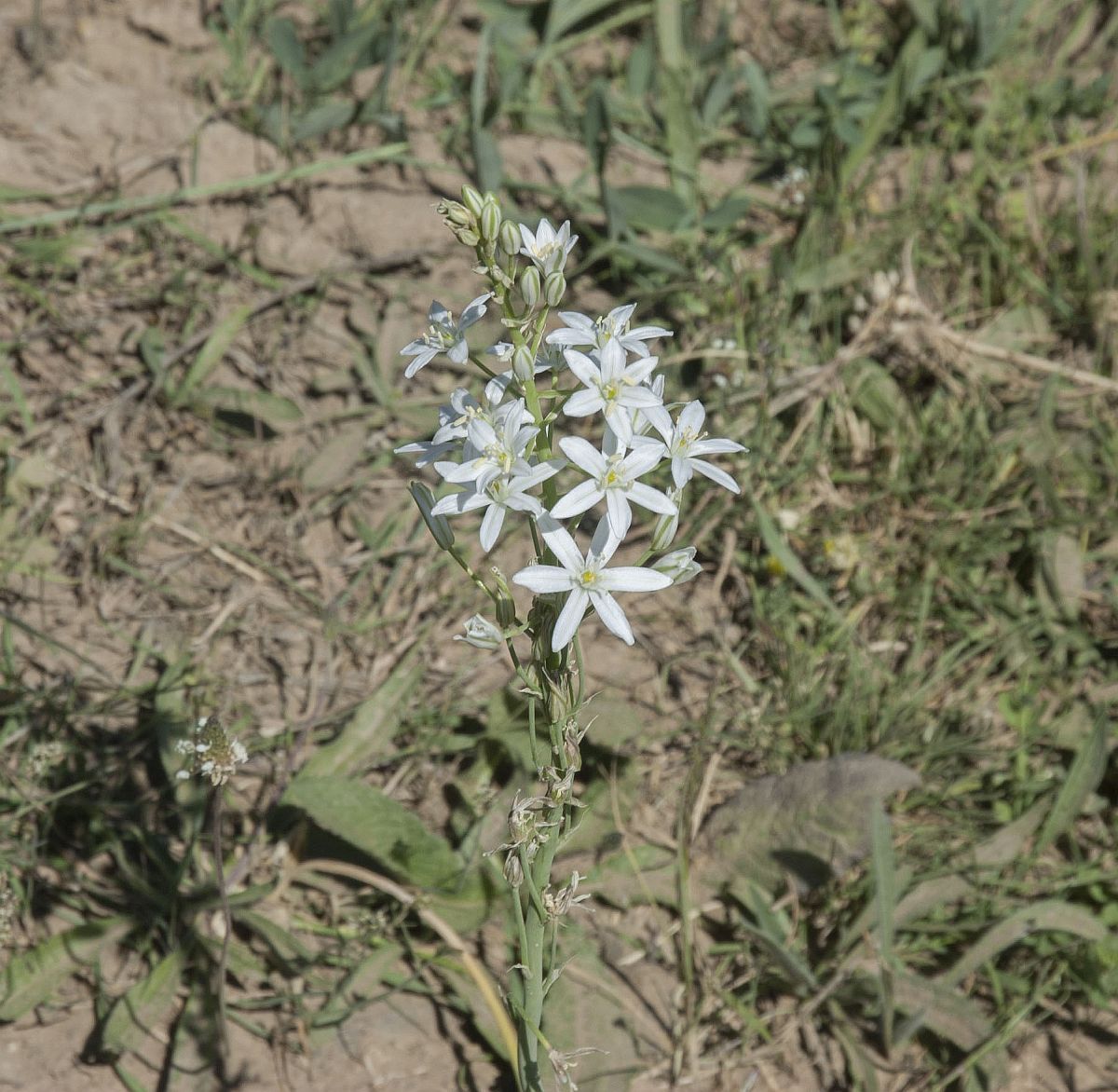 Image of Ornithogalum ponticum specimen.