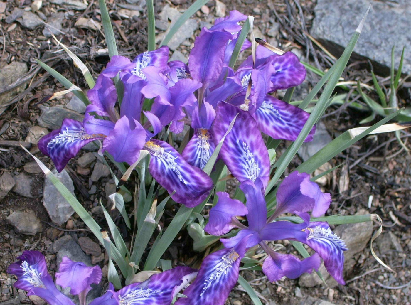 Image of Iris ivanovae specimen.