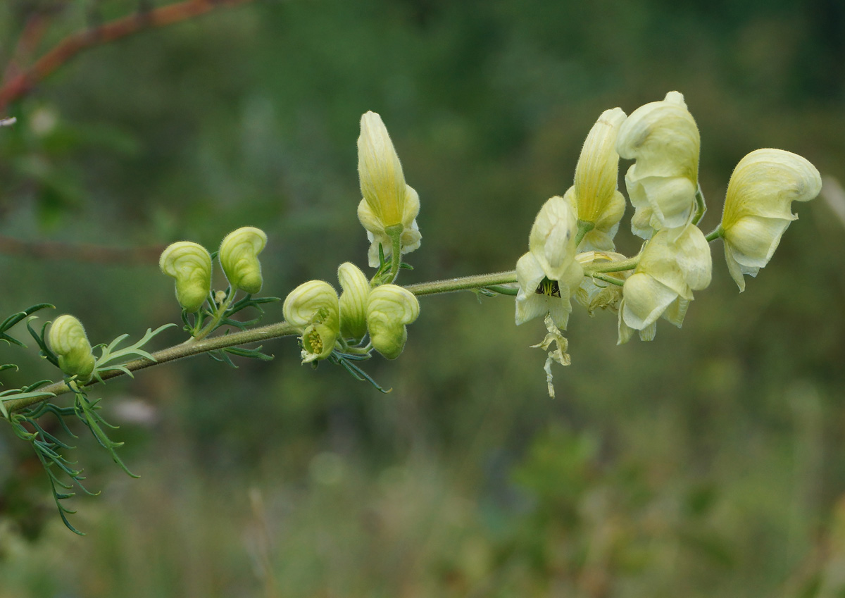 Изображение особи Aconitum anthoroideum.