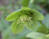 Helleborus viridis. Цветок с притаившимся охотящимся пауком. Испания, автономное сообщество Каталония, провинция Жирона, комарка Ла Гарроча, муниципалитет Сан-Фелиу-де-Пальеролс, 1040 м н.у.м., в буково-берёзовом лесу. 15.04.2018.