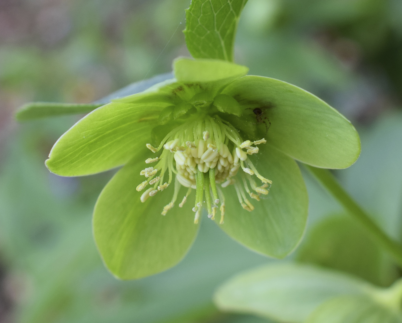 Изображение особи Helleborus viridis.