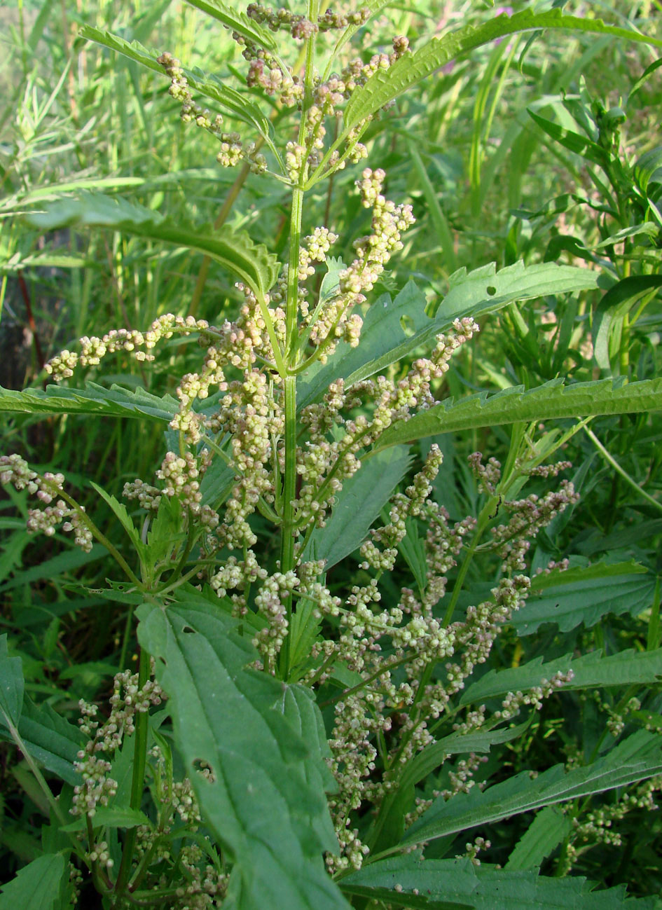 Image of Urtica angustifolia specimen.