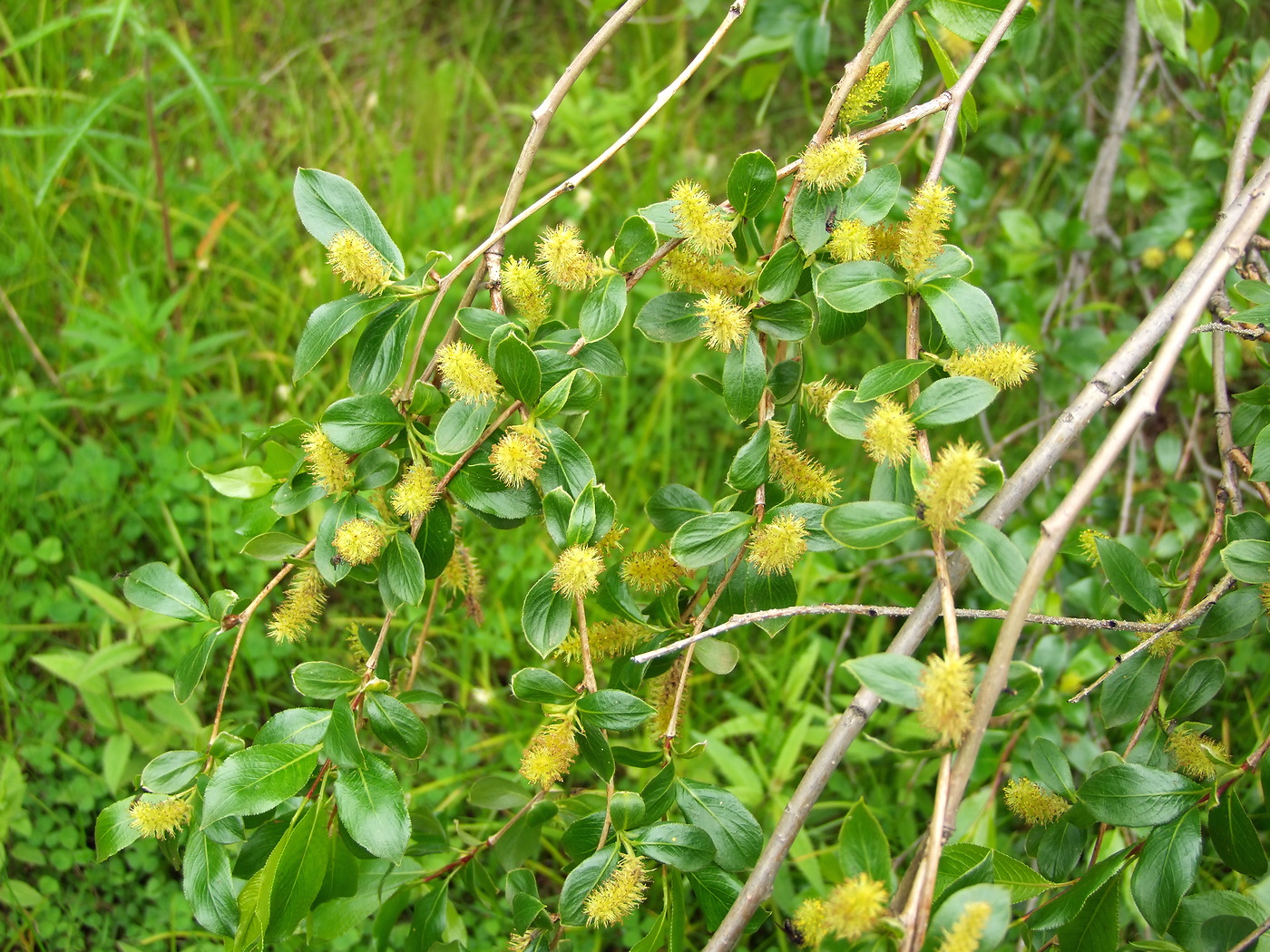 Изображение особи Salix pseudopentandra.