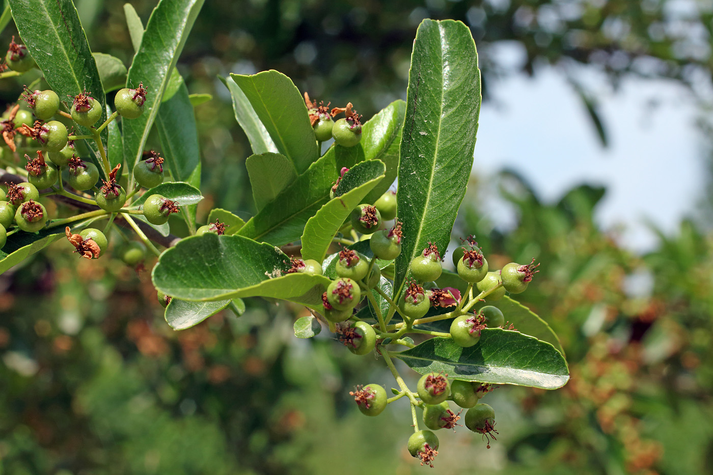 Изображение особи Pyracantha koidzumii.