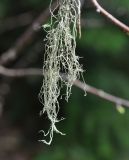 genus Usnea. Таллом на веточке. Республика Адыгея, окр. Большой Азишской пещеры, смешанный лес рядом со смотровой площадкой. 01.05.2018.