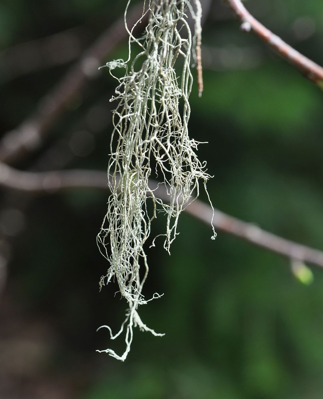 Image of genus Usnea specimen.