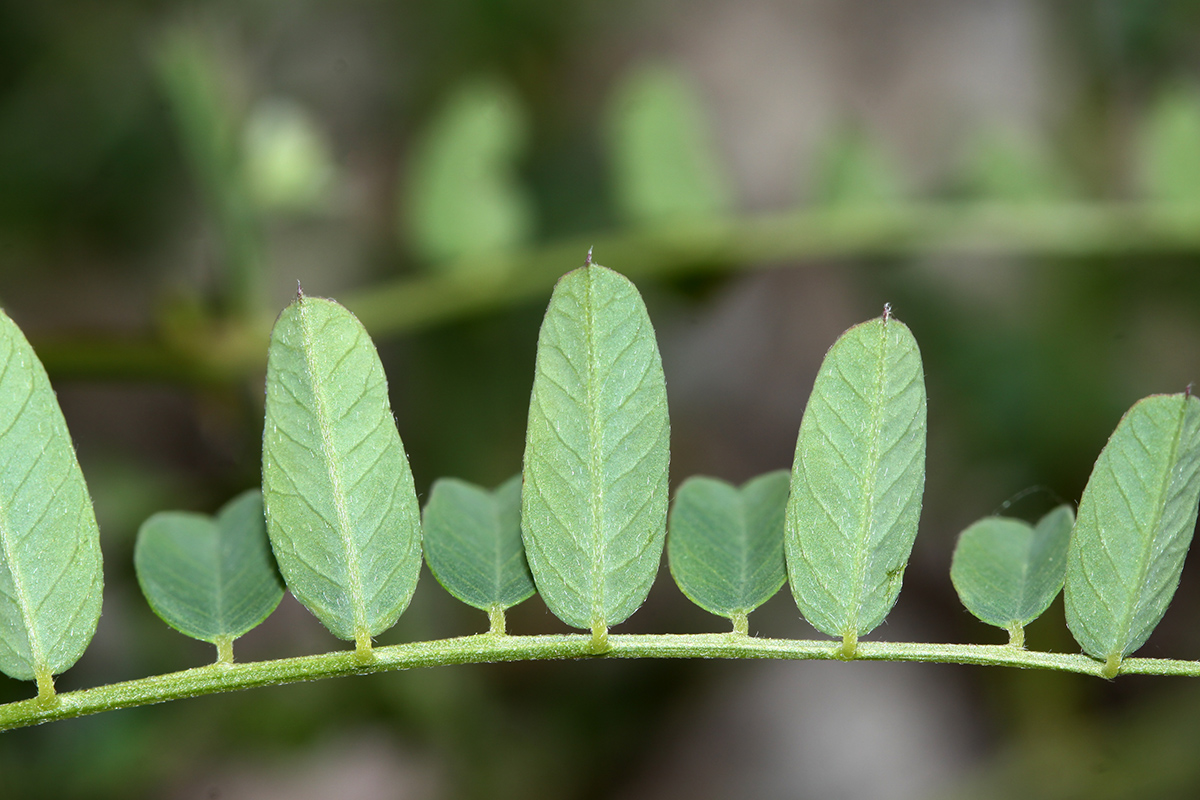 Изображение особи Vicia japonica.