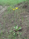 Crepis marschallii. Цветущее растение. Дагестан, окр. г. Дербент, посадки сосны. 08.05.2018.