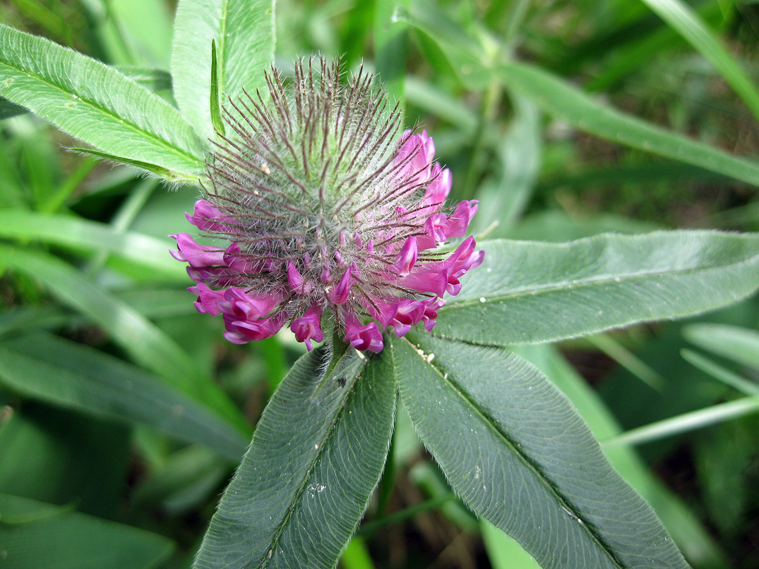 Изображение особи Trifolium alpestre.