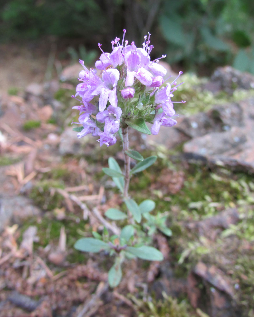 Изображение особи Thymus serpyllum.