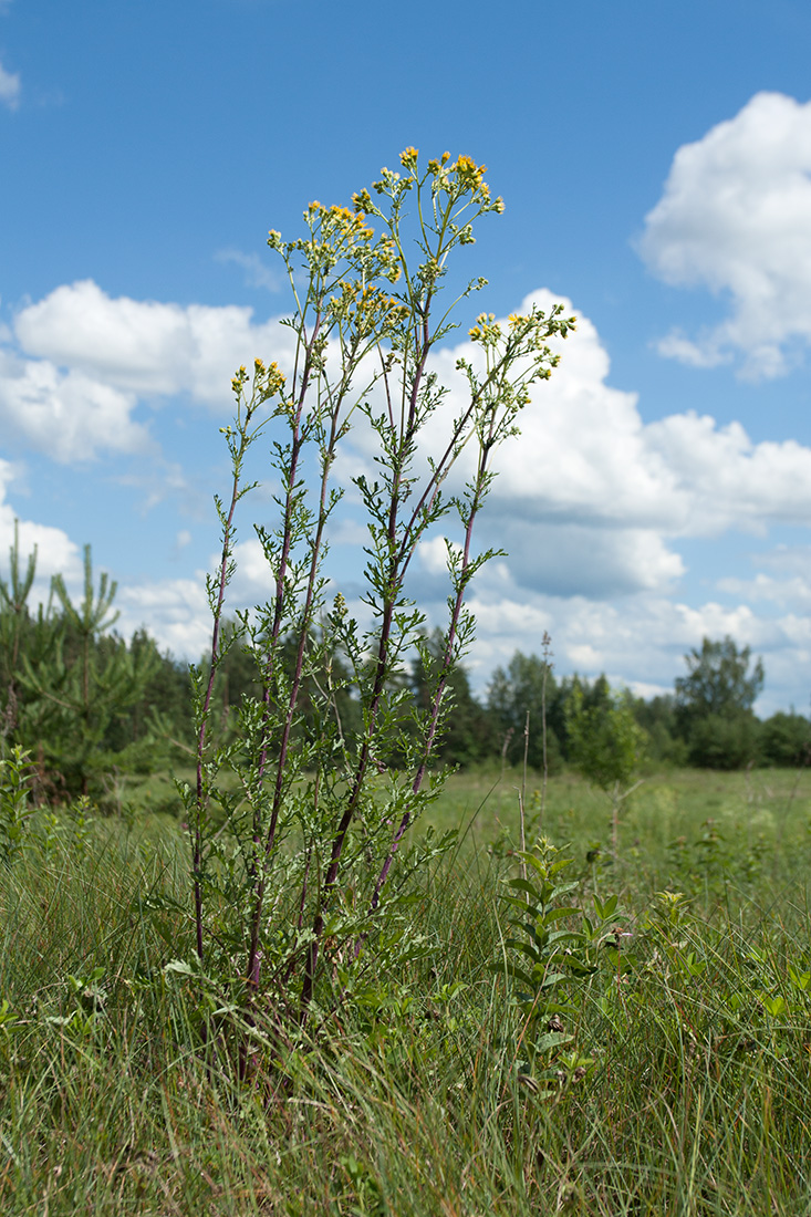 Изображение особи Senecio jacobaea.