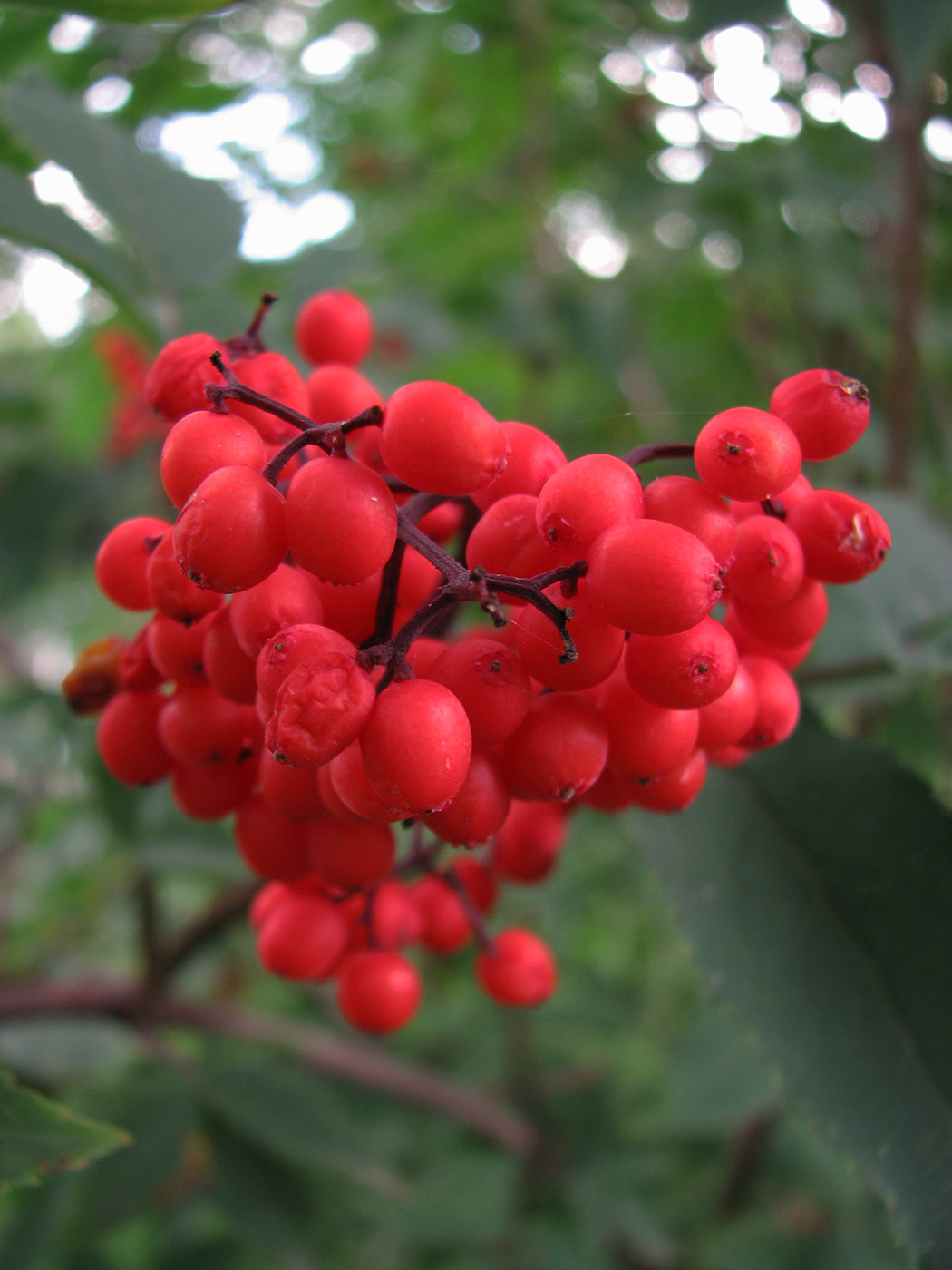 Image of Sambucus racemosa specimen.