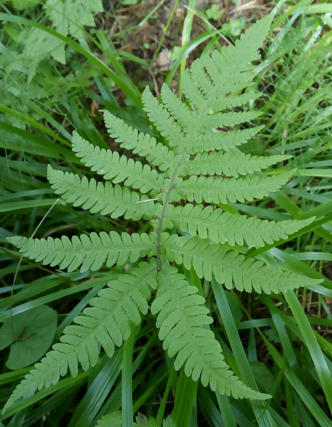 Image of Phegopteris connectilis specimen.