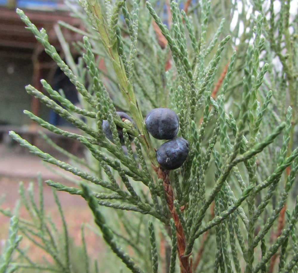 Image of Juniperus scopulorum specimen.